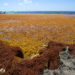 Sargassum seaweed is seen in the Caribbean off the Cayman Islands. (iStockphoto image)