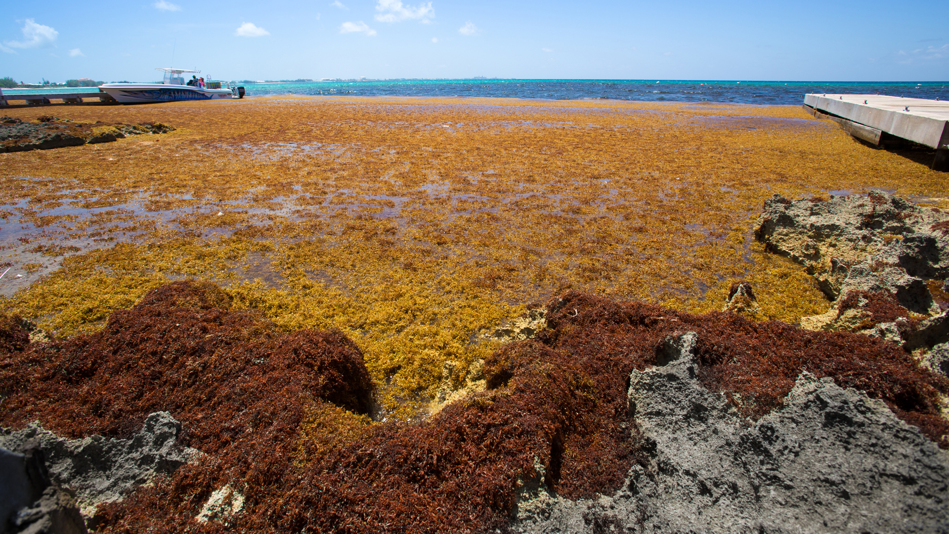 Sargassum seaweed is seen in the Caribbean off the Cayman Islands. (iStockphoto image)