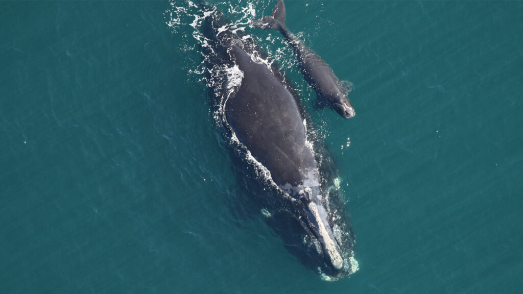 A right whale and calf sighted off Cumberland Island, Georgia, on Feb. 10, 2022. (Florida Fish and Wildlife Conservation Commission image)