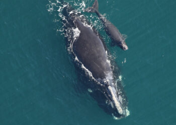 A right whale and calf sighted off Cumberland Island, Georgia, on Feb. 10, 2022. (Florida Fish and Wildlife Conservation Commission image)