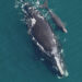 A right whale and calf sighted off Cumberland Island, Georgia, on Feb. 10, 2022. (Florida Fish and Wildlife Conservation Commission image)