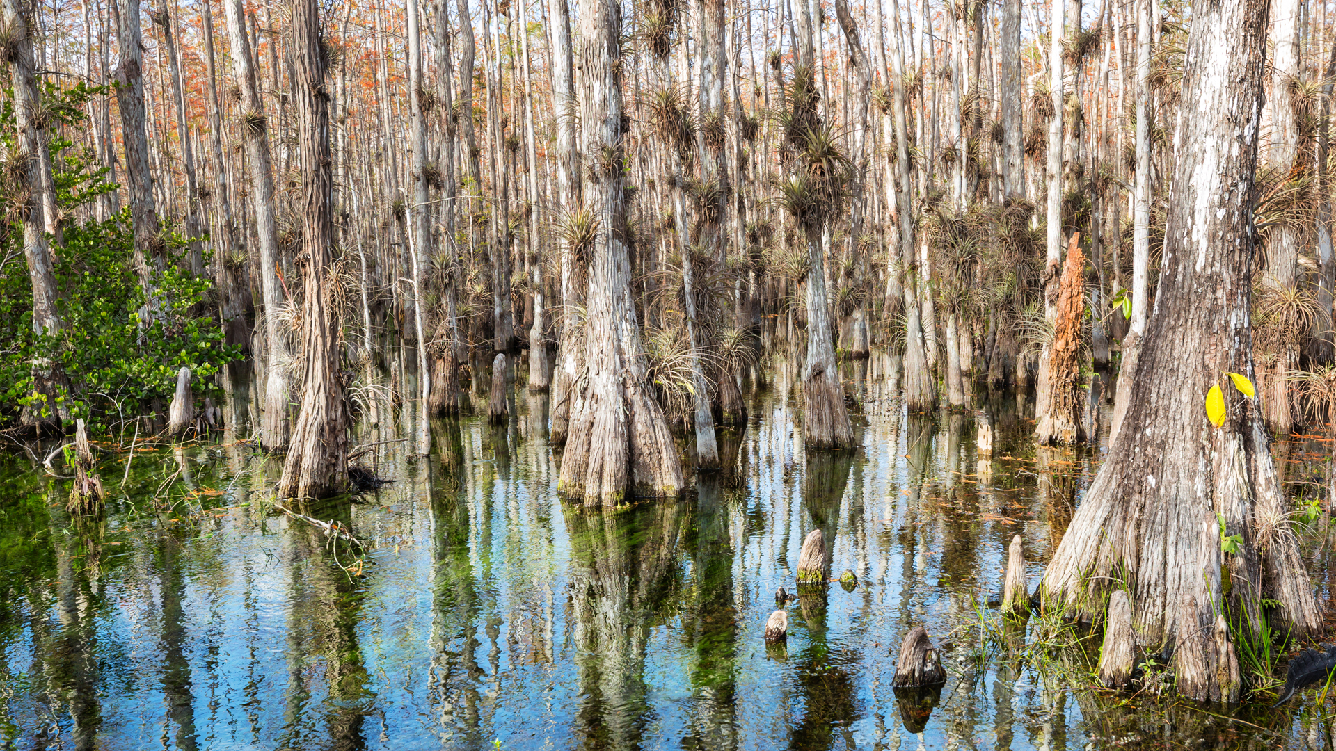 Big Cyprus National Preserve