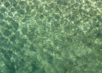 Clean water