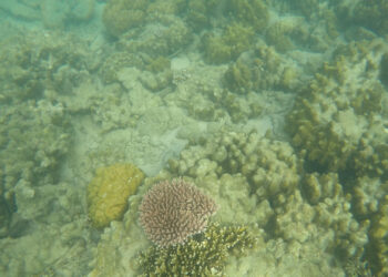Dead corals