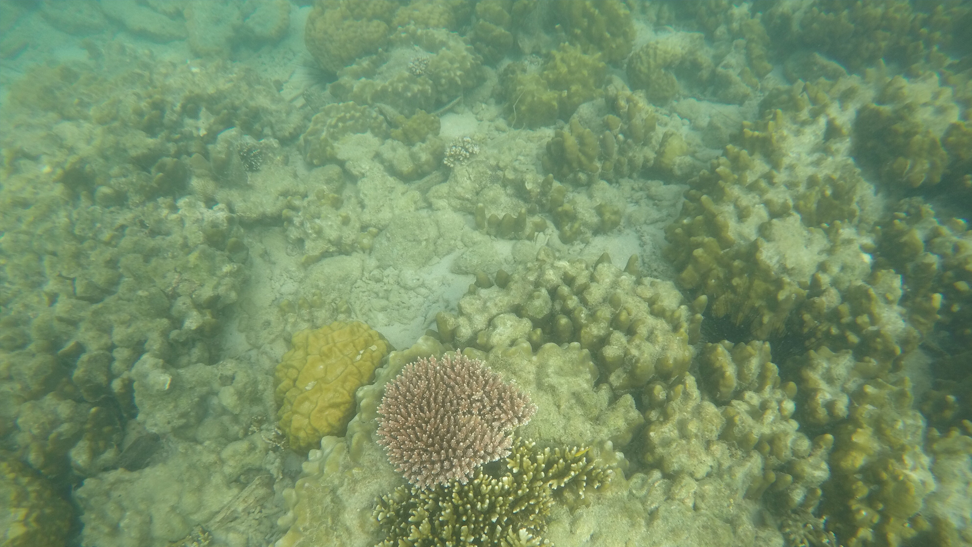 Dead corals
