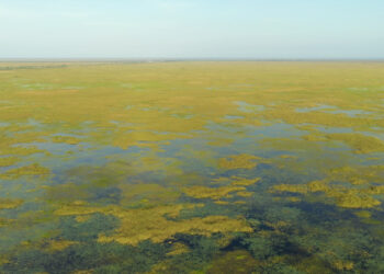 The Everglades
