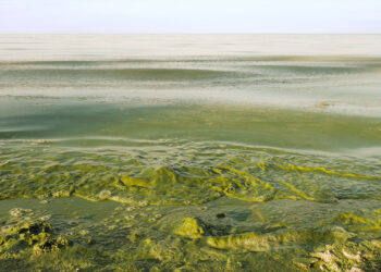 Green, polluted water