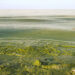 Green, polluted water