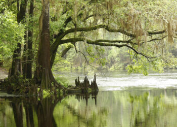 A bald cypress hangs over the Santa Fe River in North Florida. (iStockphoto image)