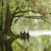 A bald cypress hangs over the Santa Fe River in North Florida. (iStockphoto image)