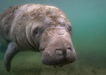 A manatee
