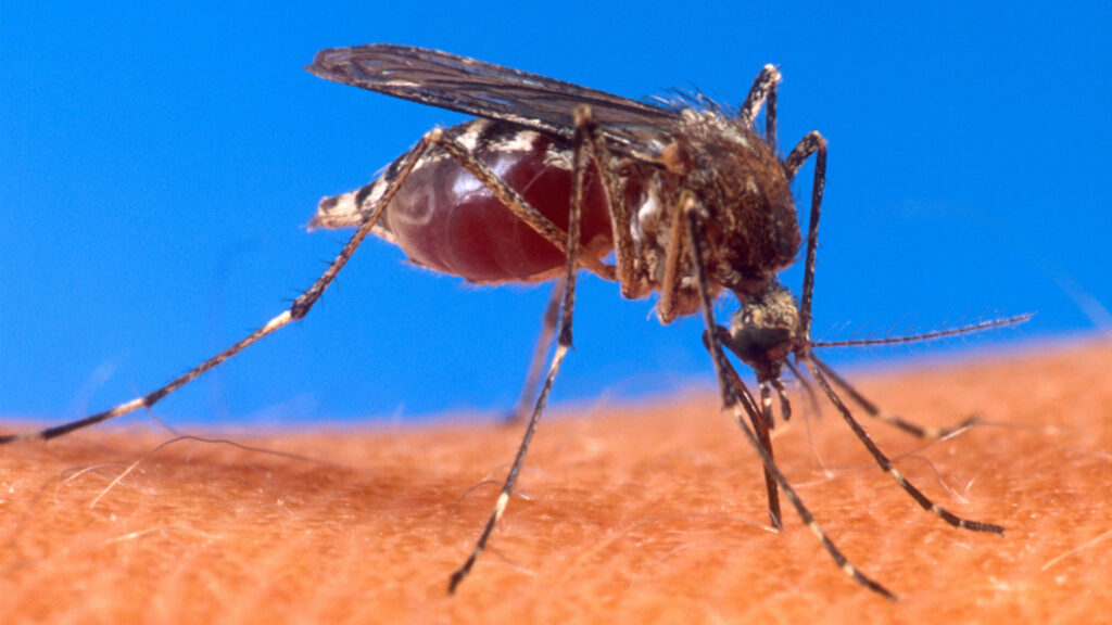 A mosquito biting a human (U.S. Department of Agriculture, via Wikimedia Commons)