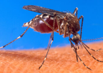 A mosquito biting a human (U.S. Department of Agriculture, via Wikimedia Commons)