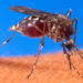 A mosquito biting a human (U.S. Department of Agriculture, via Wikimedia Commons)