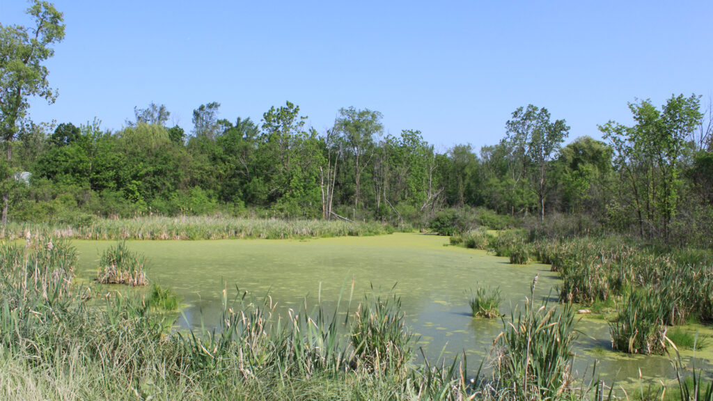An algae-covered pond (Dwight Burdette, CC BY 3.0, via Wikimedia Commons)