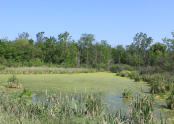 An algae-covered pond (Dwight Burdette, CC BY 3.0, via Wikimedia Commons)