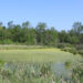 An algae-covered pond (Dwight Burdette, CC BY 3.0, via Wikimedia Commons)
