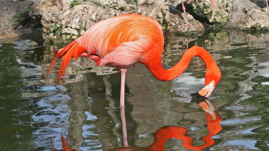 An American flamingo at Flamingo Gardens in Davie. (Sandy Cole, CC BY-SA 3.0, via Wikimedia Commons)