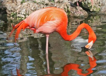 An American flamingo at Flamingo Gardens in Davie. (Sandy Cole, CC BY-SA 3.0, via Wikimedia Commons)