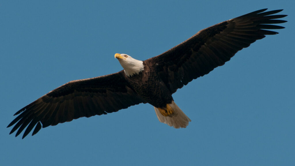 A bald eagle in flight. (Mandcrobertson, CC BY-SA 3.0, via Wikimedia Commons)