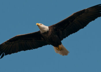 A bald eagle in flight. (Mandcrobertson, CC BY-SA 3.0, via Wikimedia Commons)