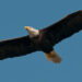 A bald eagle in flight. (Mandcrobertson, CC BY-SA 3.0, via Wikimedia Commons)