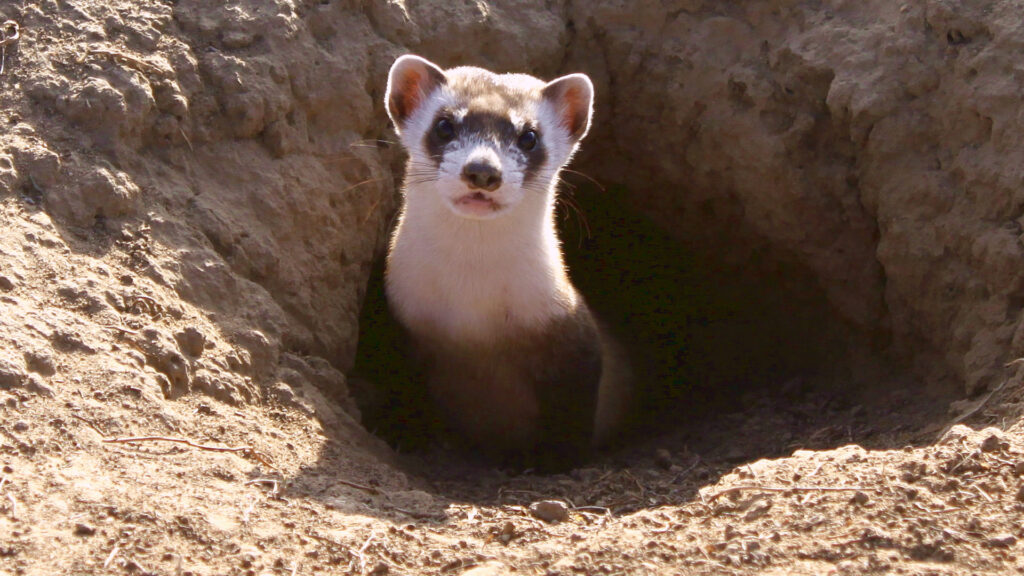 A black-footed ferret (Colorado Front Range National Wildlife Refuge Complex, CC BY 4.0, via Wikimedia Commons)