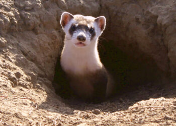 A black-footed ferret (Colorado Front Range National Wildlife Refuge Complex, CC BY 4.0, via Wikimedia Commons)