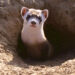 A black-footed ferret (Colorado Front Range National Wildlife Refuge Complex, CC BY 4.0, via Wikimedia Commons)