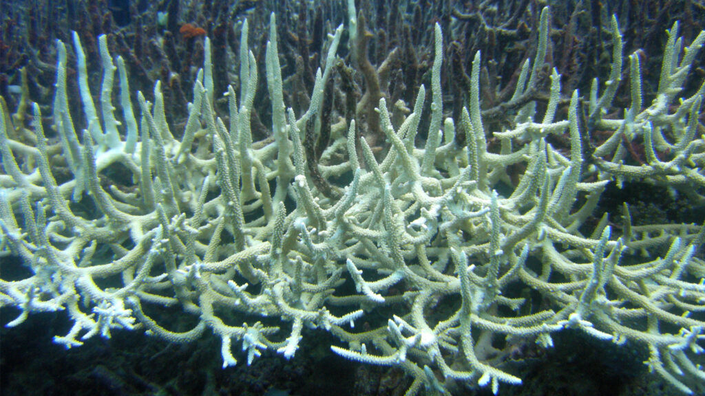 Marine heat waves can trigger coral bleaching. (Matt Kieffer, CC BY-SA 2.0, via Wikimedia Commons)