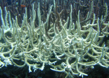 Marine heat waves can trigger coral bleaching. (Matt Kieffer, CC BY-SA 2.0, via Wikimedia Commons)