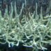 Marine heat waves can trigger coral bleaching. (Matt Kieffer, CC BY-SA 2.0, via Wikimedia Commons)