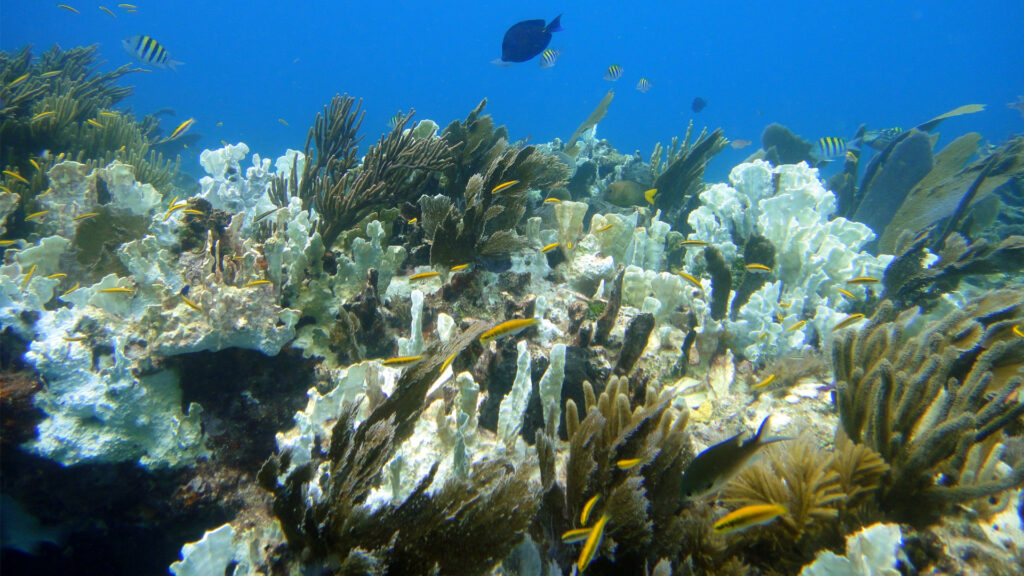 Partially bleached corals on Molasses Reef. (Matt Kieffer, CC BY-SA 2.0, via Wikimedia Commons)