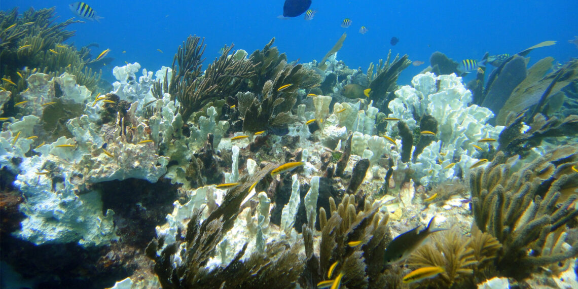 Partially bleached corals on Molasses Reef. (Matt Kieffer, CC BY-SA 2.0, via Wikimedia Commons)