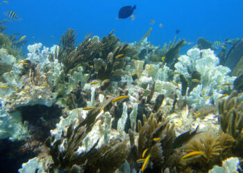 Partially bleached corals on Molasses Reef. (Matt Kieffer, CC BY-SA 2.0, via Wikimedia Commons)
