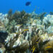 Partially bleached corals on Molasses Reef. (Matt Kieffer, CC BY-SA 2.0, via Wikimedia Commons)