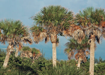 Sabal palmetto (cabbage palm trees) in Florida. (James St. John, CC BY 2.0, via Wikimedia Commons