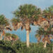 Sabal palmetto (cabbage palm trees) in Florida. (James St. John, CC BY 2.0, via Wikimedia Commons