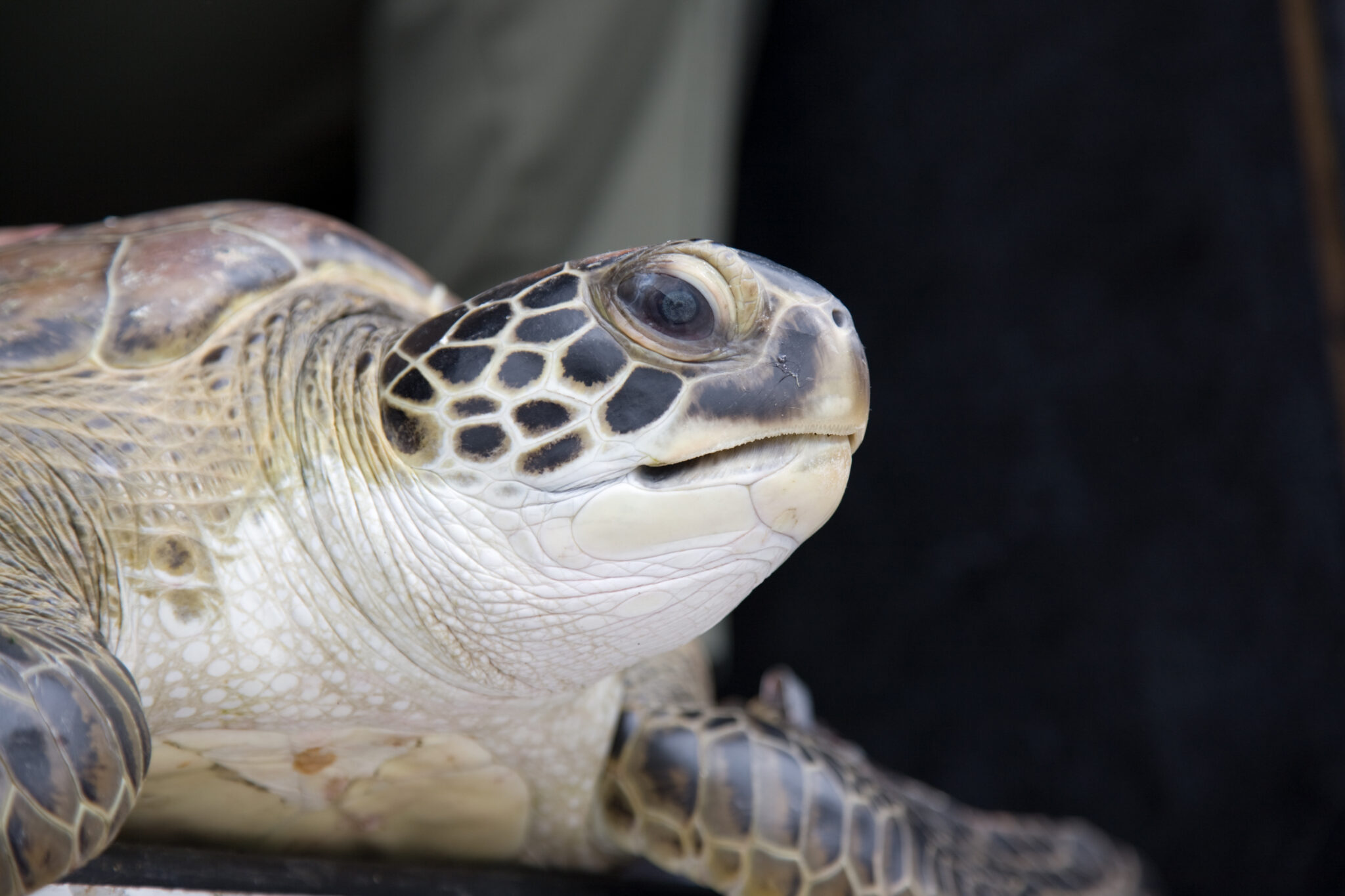Changes at Gumbo Limbo are all about the turtles The Invading Sea