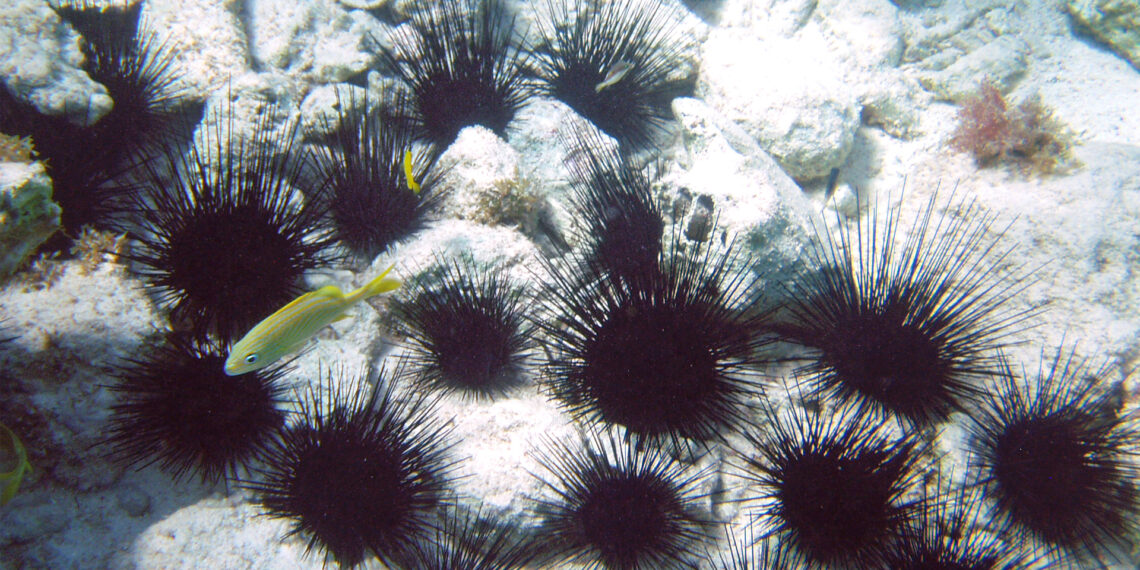 Sea urchins off Grand Cayman Island. (James St. John, CC BY 2.0, via Wikimedia Commons)