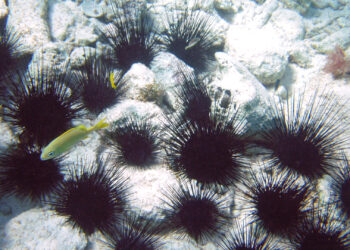Sea urchins off Grand Cayman Island. (James St. John, CC BY 2.0, via Wikimedia Commons)