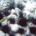 Sea urchins off Grand Cayman Island. (James St. John, CC BY 2.0, via Wikimedia Commons)