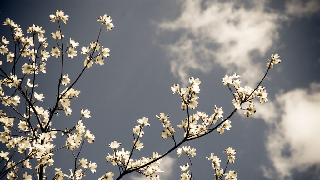 Warming temperatures trigger earliest spring on record in parts of ...