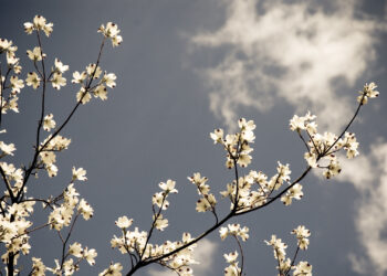 A dogwood blooming in spring. (Heather Katsoulis, CC BY-SA 2.0, via Wikimedia Commons)