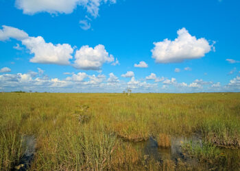 The view from the Pa-Hay-Oke trail in Everglades National Park, (Daniel Kraft, CC BY-SA 3.0, via Wikimedia Commons)