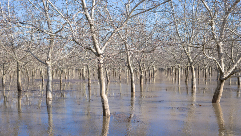 A walnut orchard southwest of Chico in Butte County, California, on Jan. 8. The area close to the Sacramento River was flooded after several atmospheric rivers hit California in early 2023. (© Frank Schulenburg / CC BY-SA 4.0)