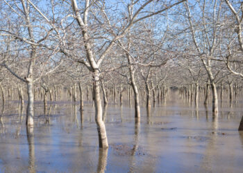 A walnut orchard southwest of Chico in Butte County, California, on Jan. 8. The area close to the Sacramento River was flooded after several atmospheric rivers hit California in early 2023. (© Frank Schulenburg / CC BY-SA 4.0)