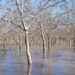 A walnut orchard southwest of Chico in Butte County, California, on Jan. 8. The area close to the Sacramento River was flooded after several atmospheric rivers hit California in early 2023. (© Frank Schulenburg / CC BY-SA 4.0)