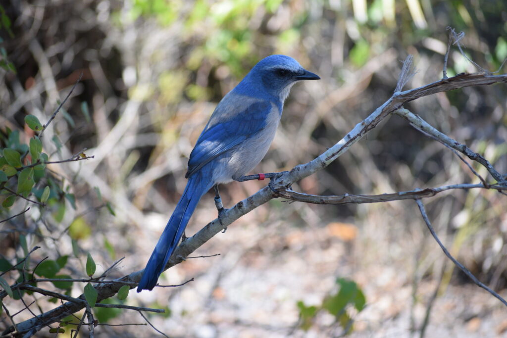 Florida scrub-jay (Frost, CC BY 4.0, via Wikimedia Commons)