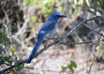 Florida scrub-jay (Frost, CC BY 4.0, via Wikimedia Commons)